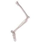 Human Leg Skeleton Model with Hip Bone